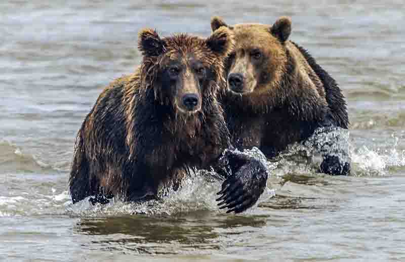 Oso Pardo - Kamchatka - Rusia 42.jpg